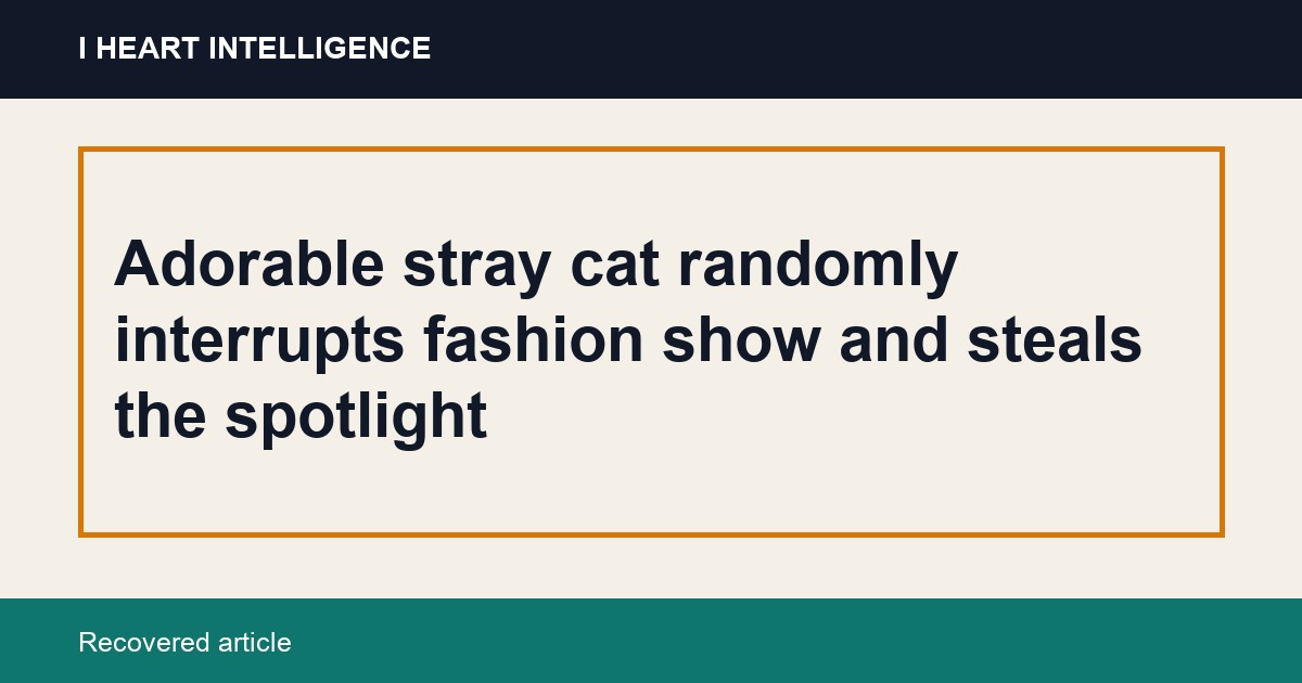 Adorable stray cat randomly interrupts fashion show and steals the spotlight