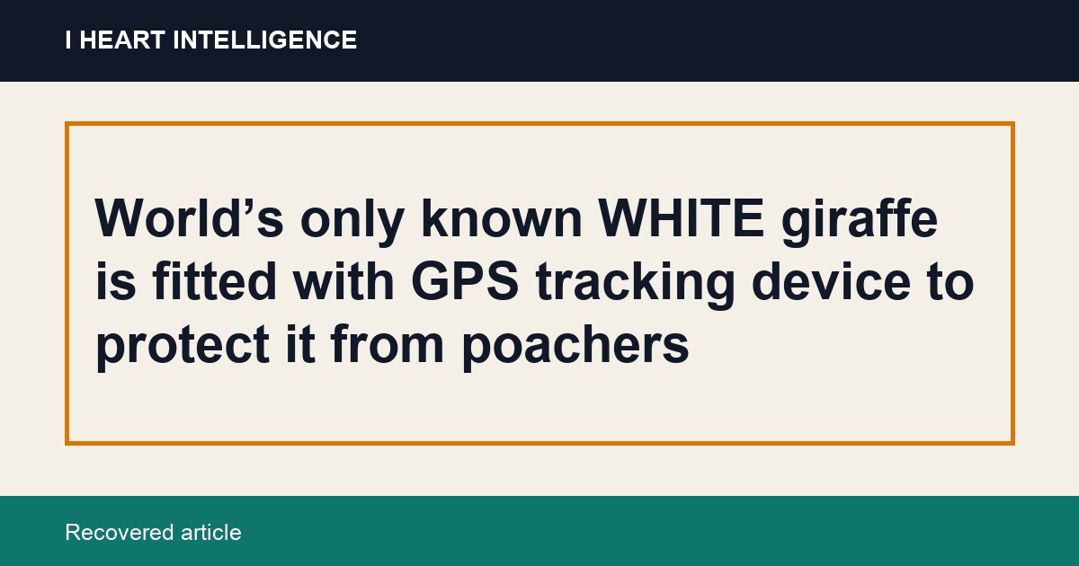 World’s only known WHITE giraffe is fitted with GPS tracking device to protect it from poachers